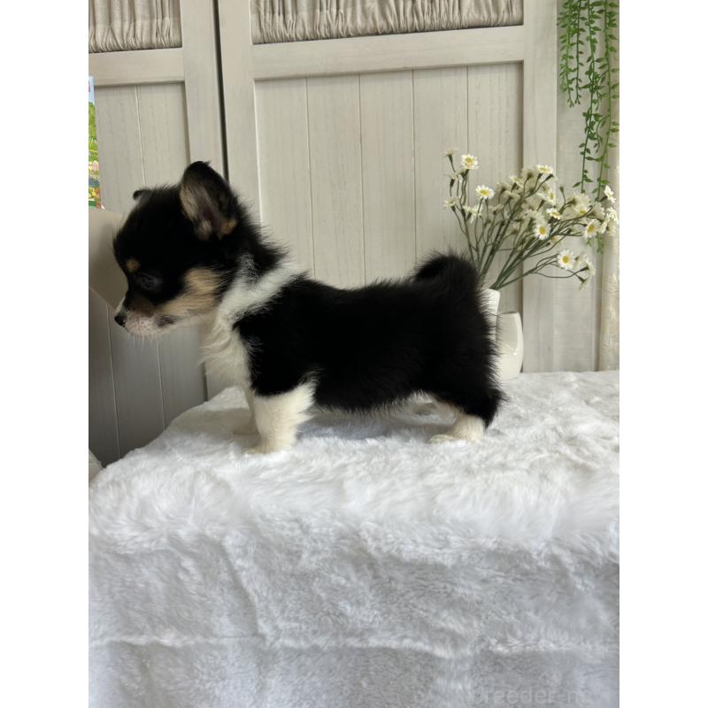 販売中の愛媛県のウェルシュコーギーペンブローク-450000の6枚目