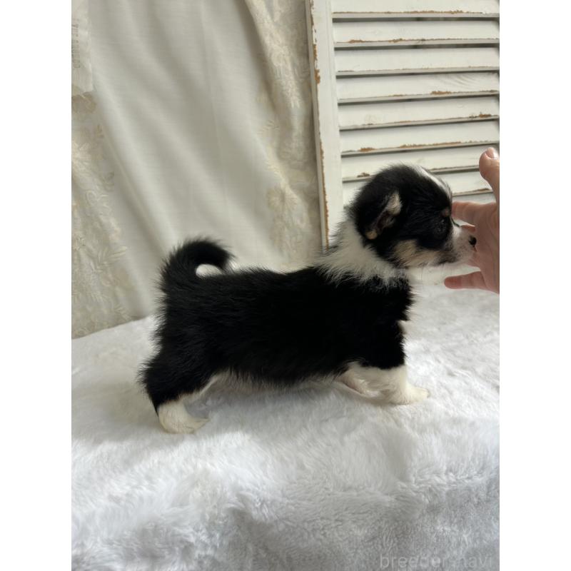 販売中の愛媛県のウェルシュコーギーペンブローク-450000の5枚目