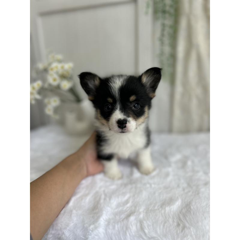 販売中の愛媛県のウェルシュコーギーペンブローク-450000の4枚目