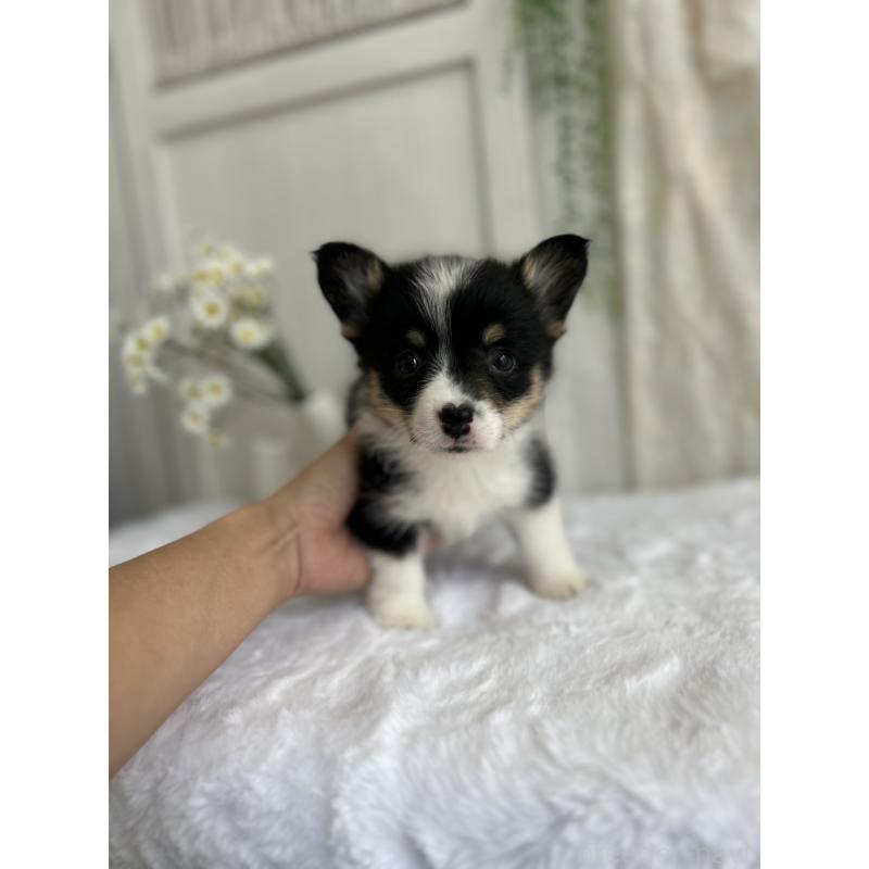 販売中の愛媛県のウェルシュコーギーペンブローク-450000の3枚目