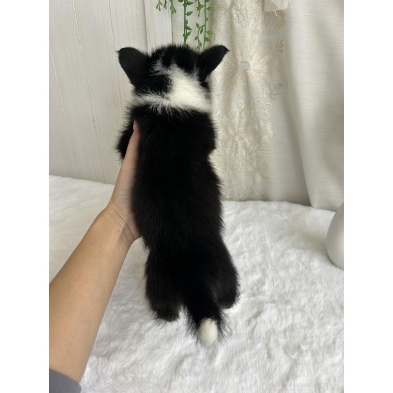 販売中の愛媛県のウェルシュコーギーペンブローク-450000の2枚目