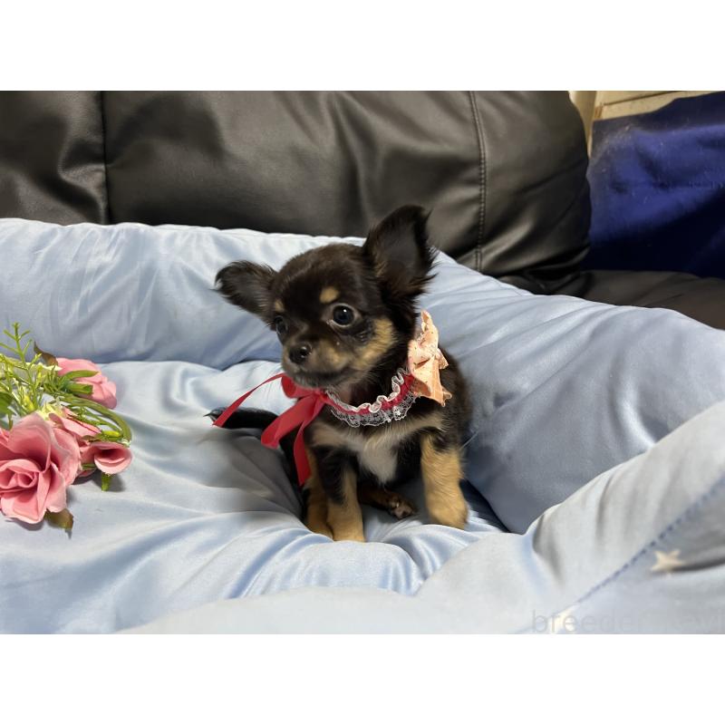 販売中の栃木県のチワワ(ロングコート)-450001の1枚目