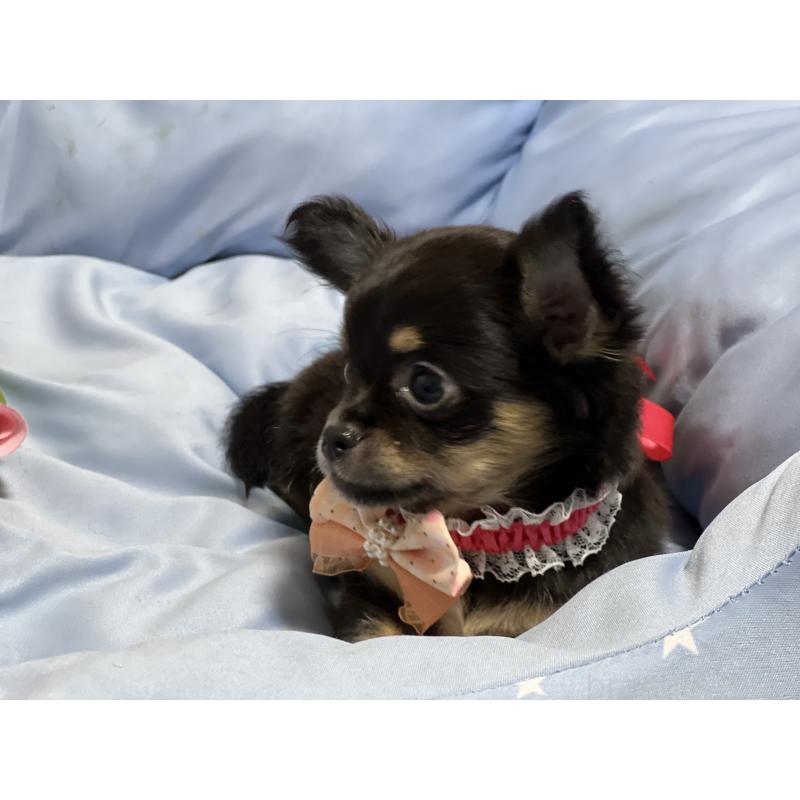 販売中の栃木県のチワワ(ロングコート)-450001の5枚目