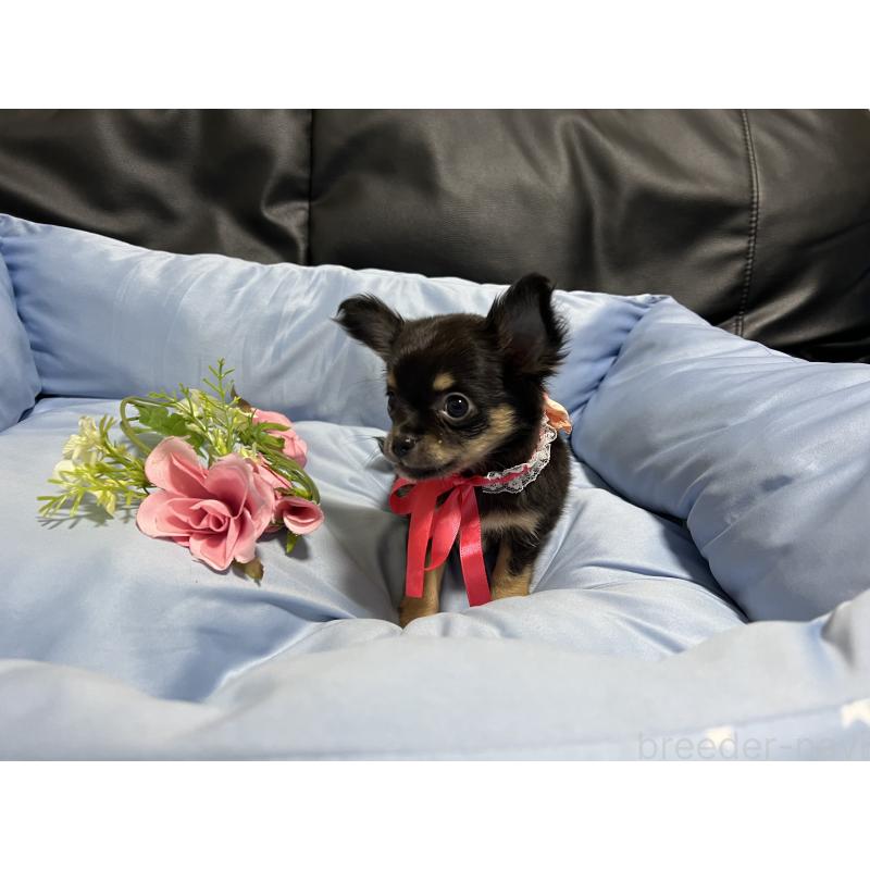 販売中の栃木県のチワワ(ロングコート)-450001の3枚目