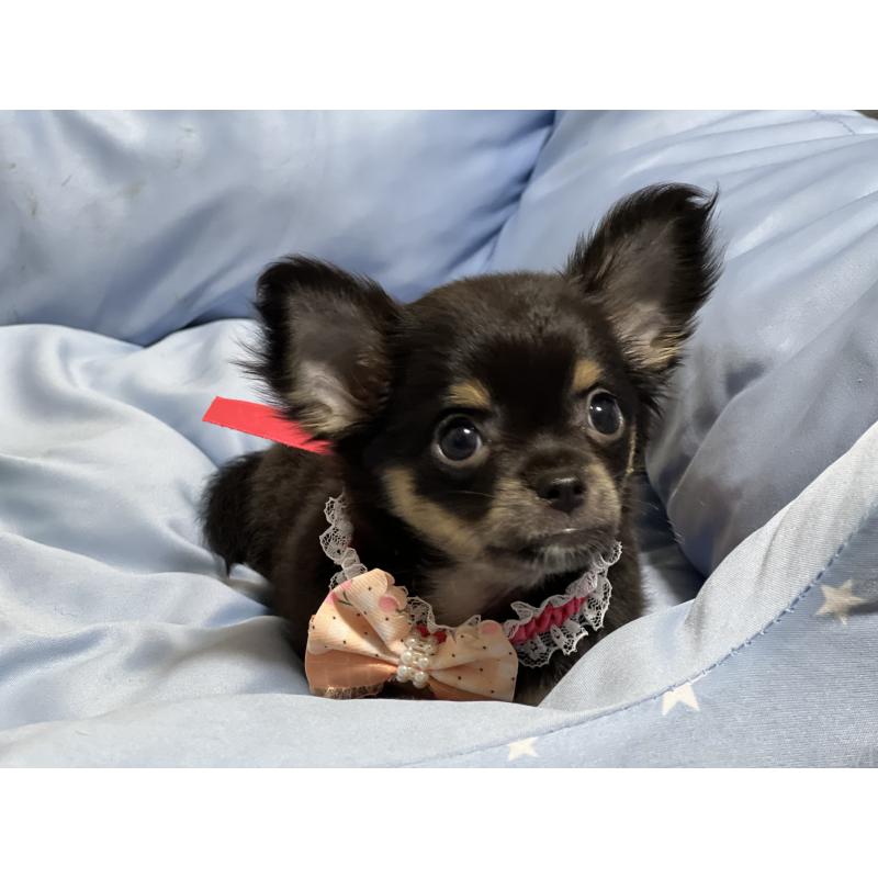 販売中の栃木県のチワワ(ロングコート)-450001の2枚目