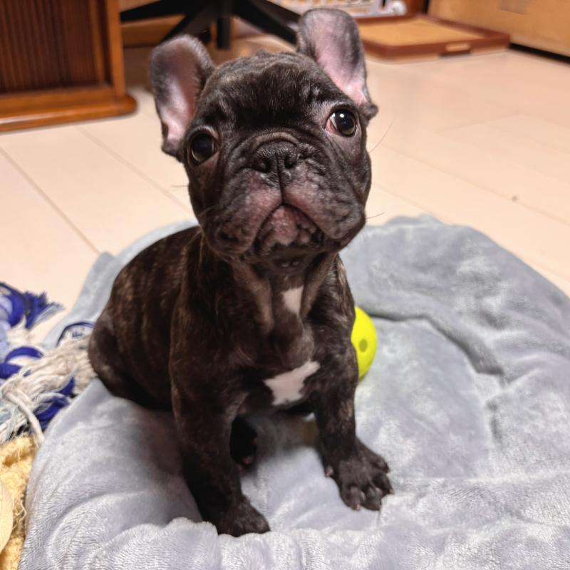 販売中の三重県のフレンチブルドッグ-437137