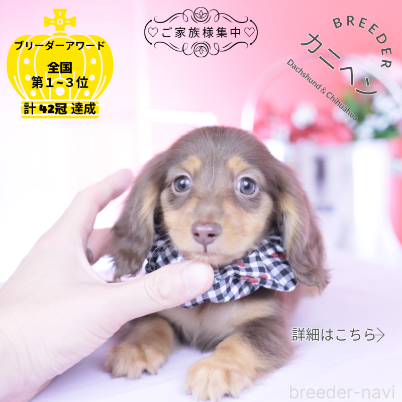 販売中の愛知県のカニンヘンダックスフンド(ロングヘアード)-444701