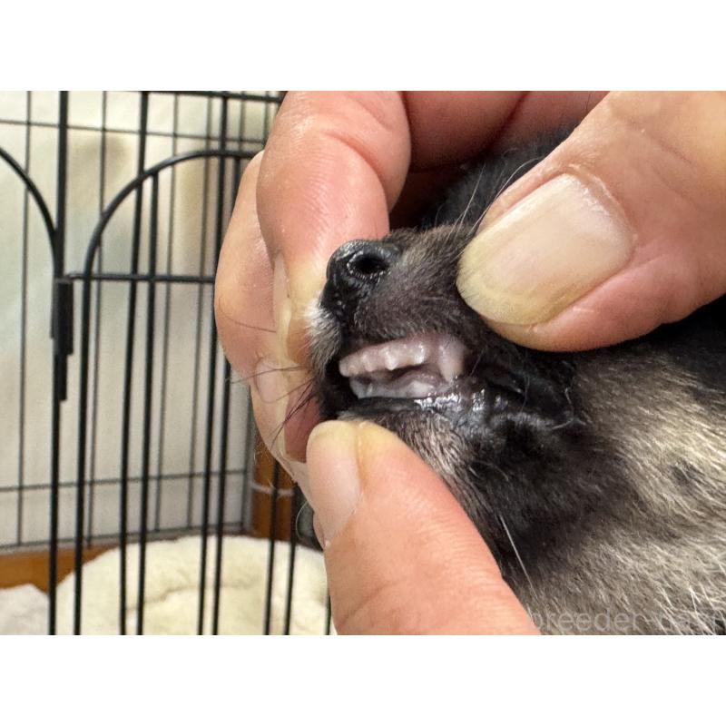 販売中の岡山県の豆柴-450017の5枚目