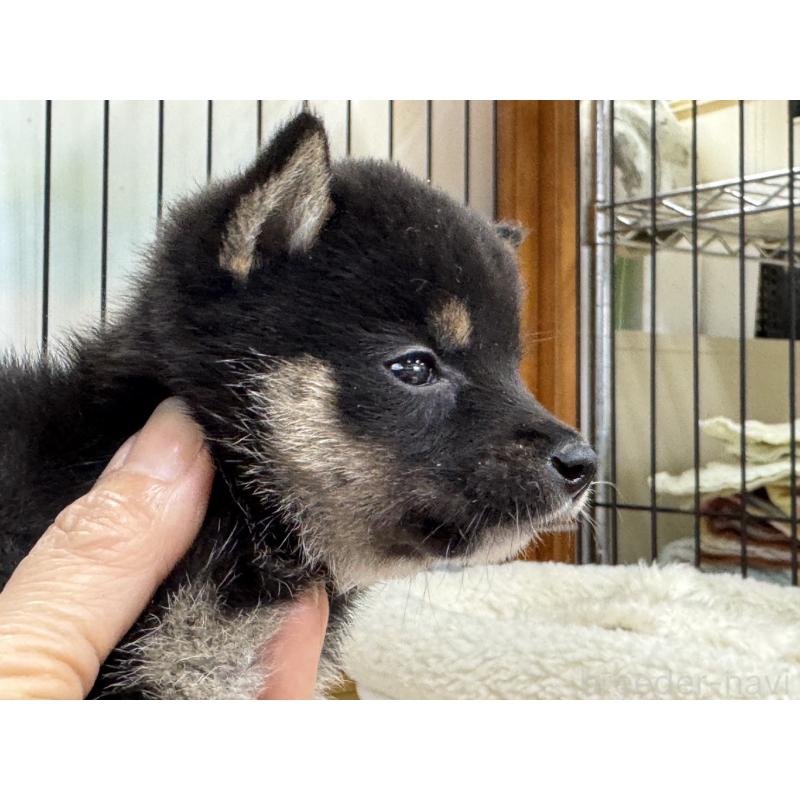 販売中の岡山県の豆柴-450017の4枚目