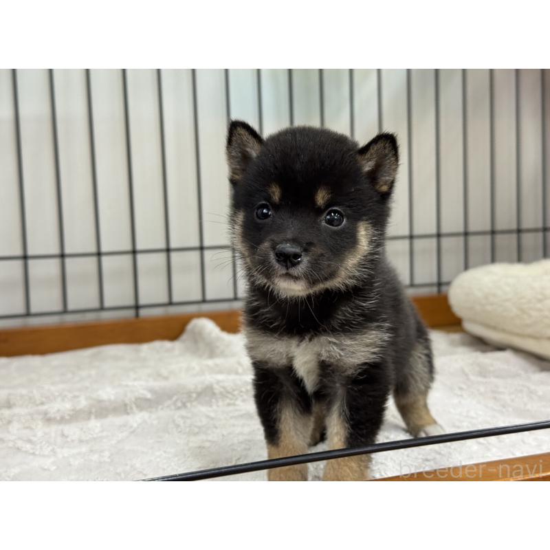 販売中の岡山県の豆柴-450017の3枚目