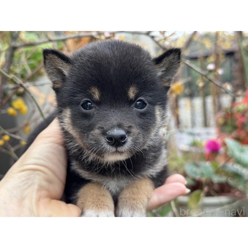 販売中の岡山県の豆柴-450017の1枚目