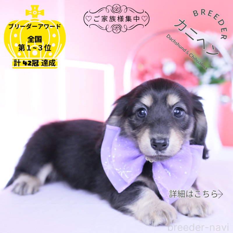 販売中の愛知県のカニンヘンダックスフンド(ロングヘアード)-447622