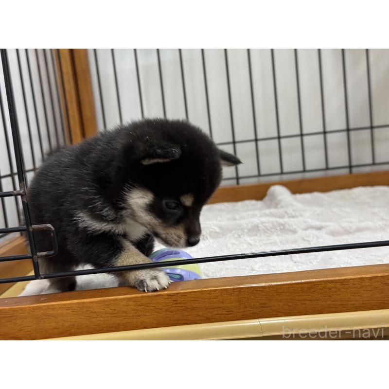 販売中の岡山県の豆柴-450018の5枚目