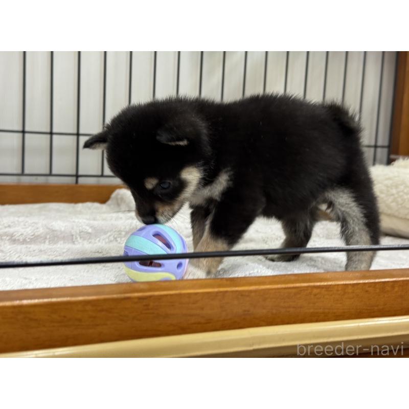 販売中の岡山県の豆柴-450018の4枚目