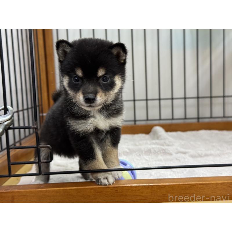 販売中の岡山県の豆柴-450018の3枚目