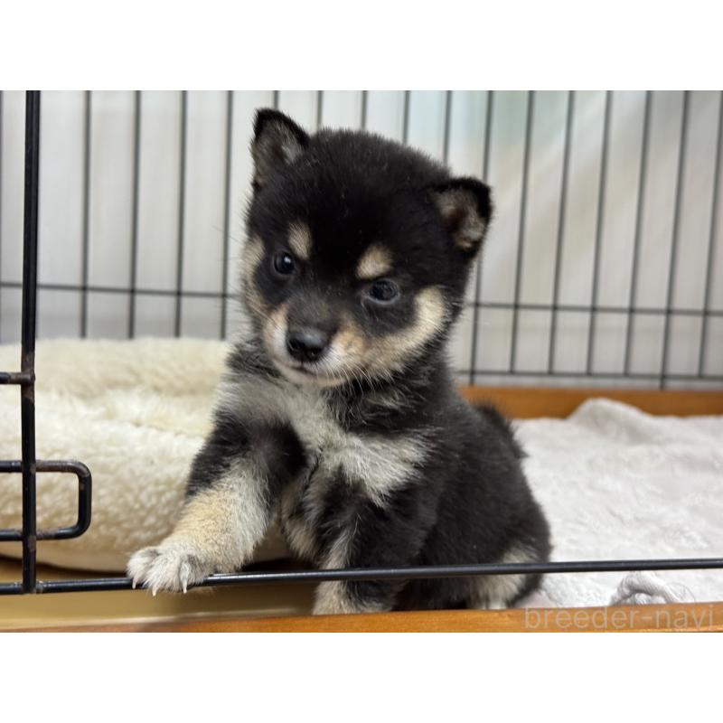 販売中の岡山県の豆柴-450018の2枚目