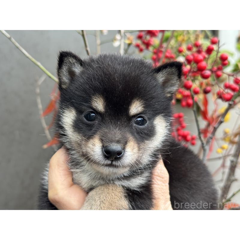 販売中の岡山県の豆柴-450018