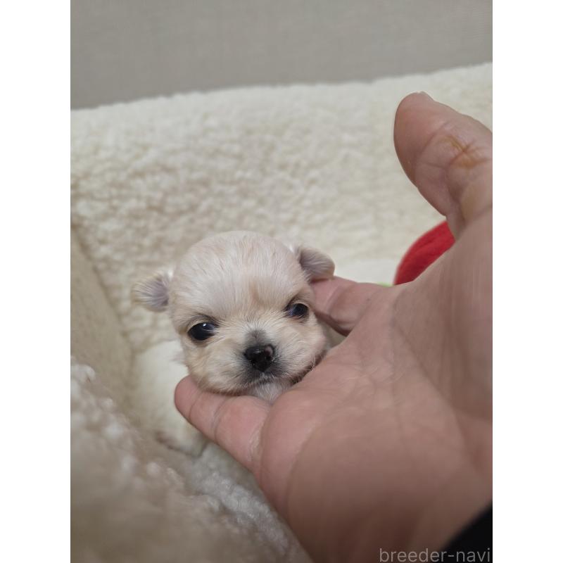 販売中の広島県のチワワ(ロングコート)-450019の1枚目