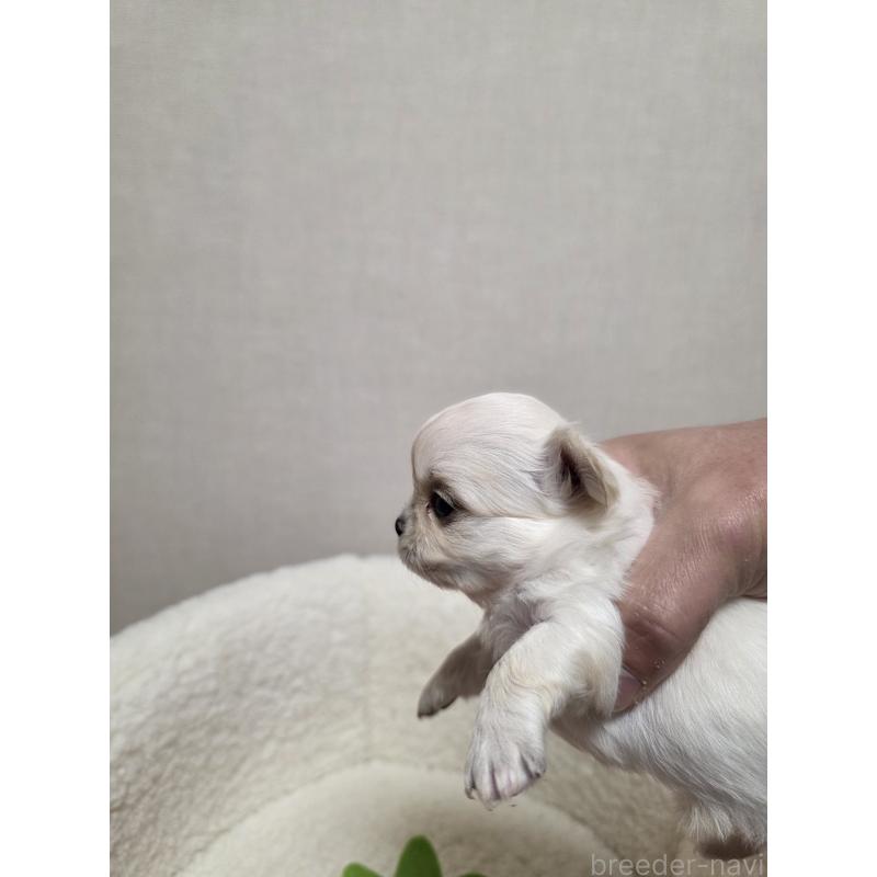 販売中の広島県のチワワ(ロングコート)-450019の4枚目