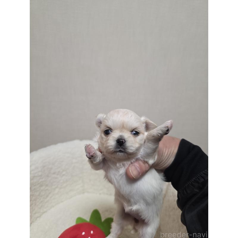 販売中の広島県のチワワ(ロングコート)-450019の3枚目