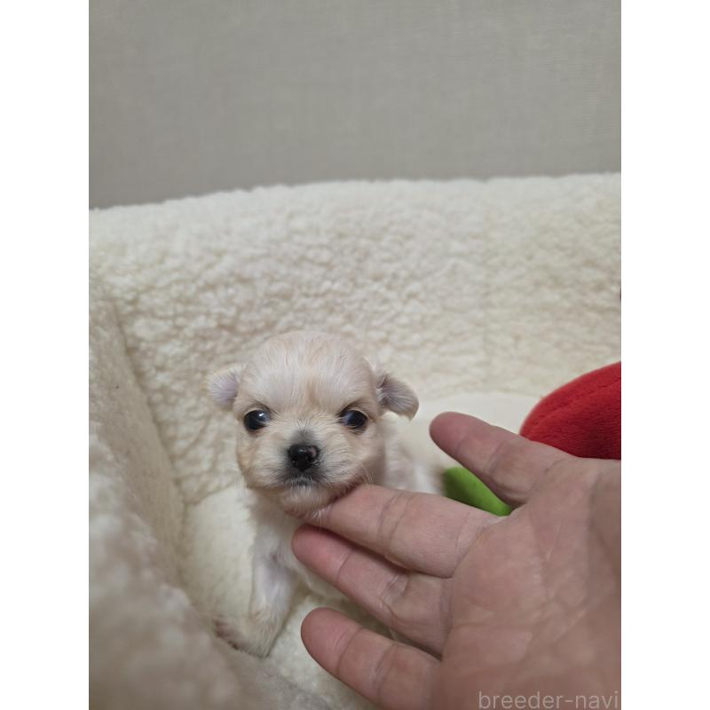 販売中の広島県のチワワ(ロングコート)-450019の2枚目