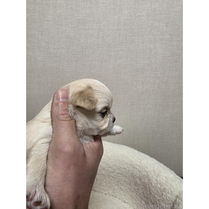 販売中の広島県のチワワ(ロングコート)-450021の4枚目