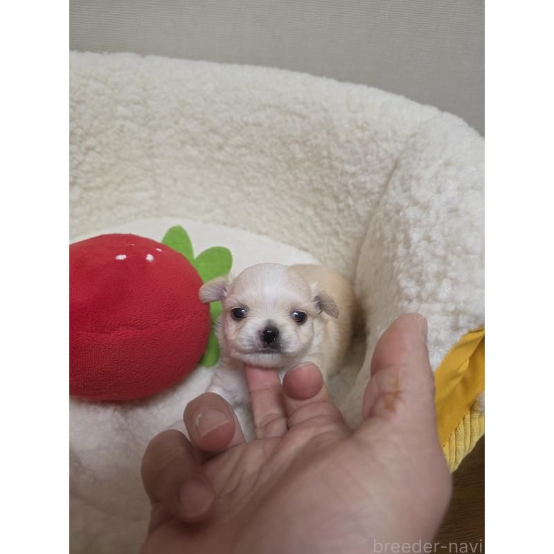 販売中の広島県のチワワ(ロングコート)-450021の3枚目