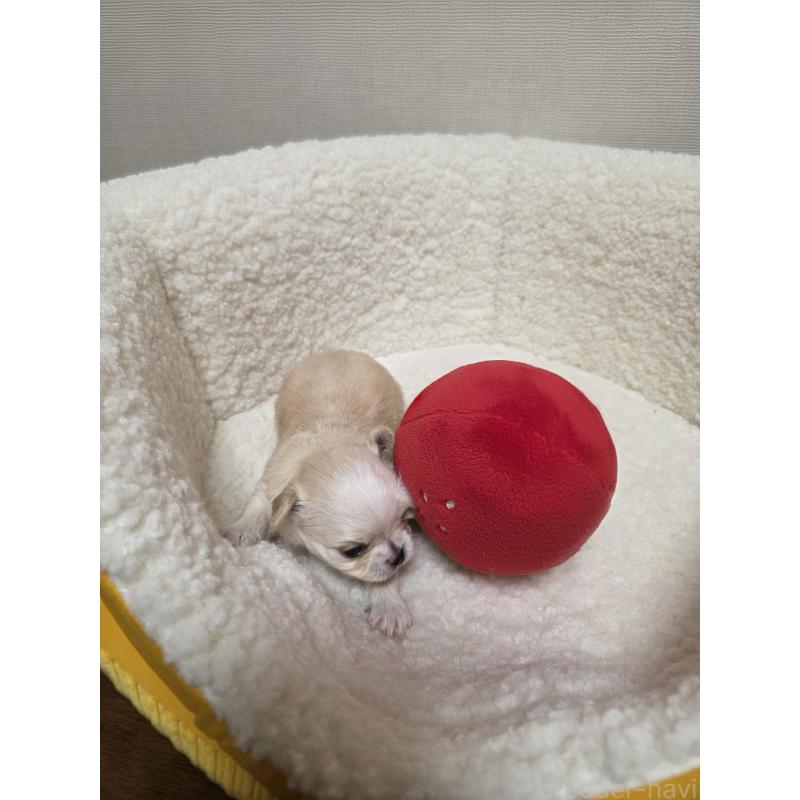 販売中の広島県のチワワ(ロングコート)-450021の2枚目