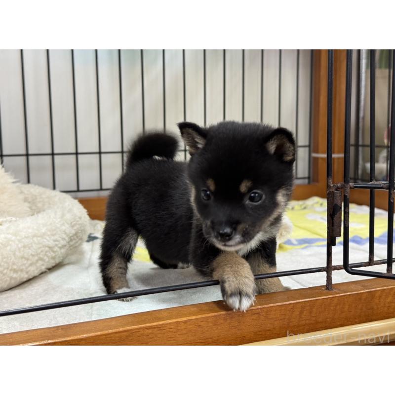 販売中の岡山県の豆柴-450020の5枚目