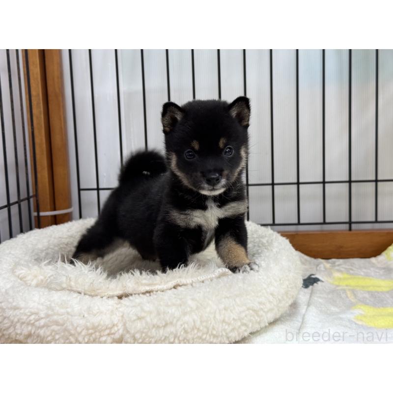 販売中の岡山県の豆柴-450020の4枚目