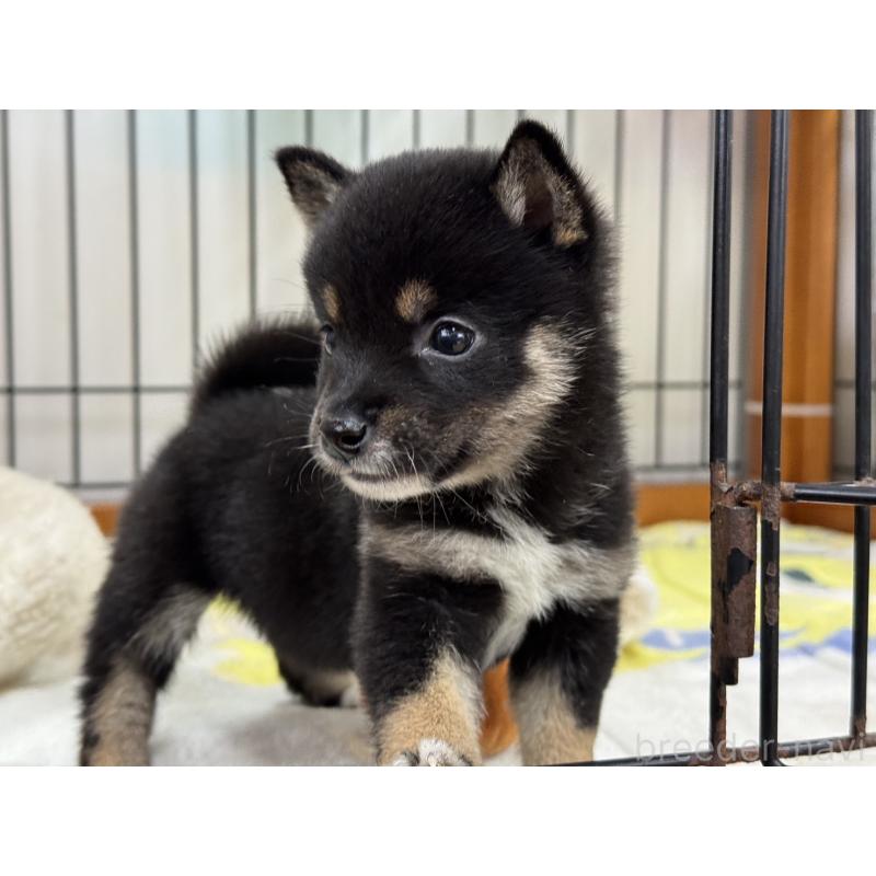 販売中の岡山県の豆柴-450020の3枚目