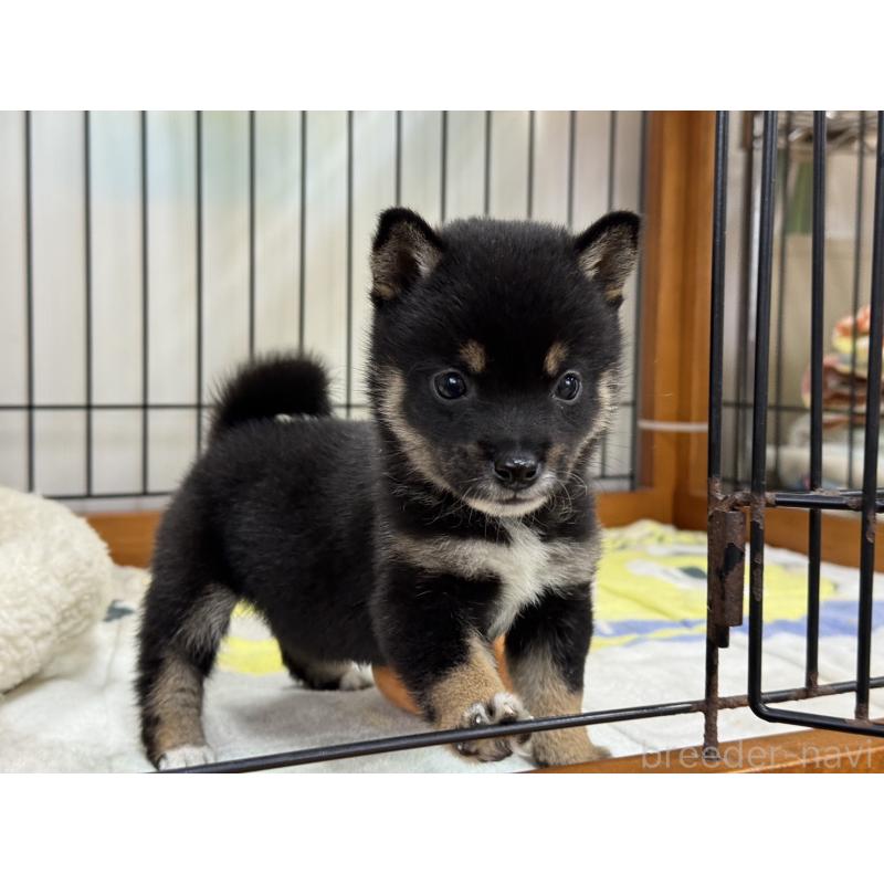 販売中の岡山県の豆柴-450020の2枚目