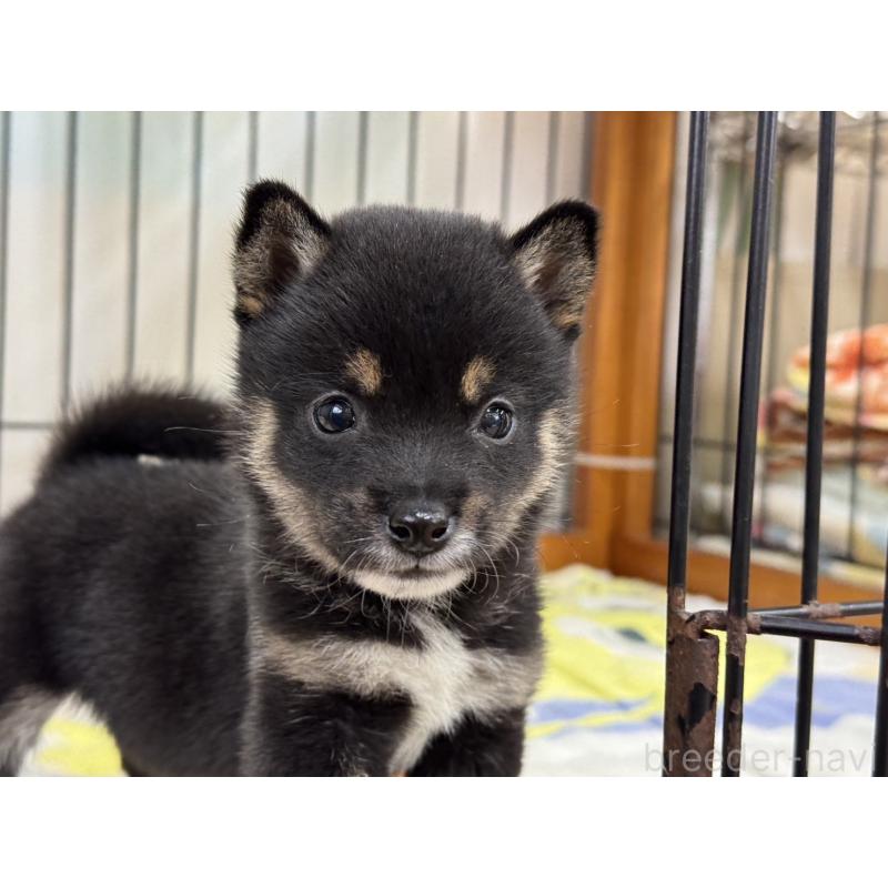 販売中の岡山県の豆柴-450020