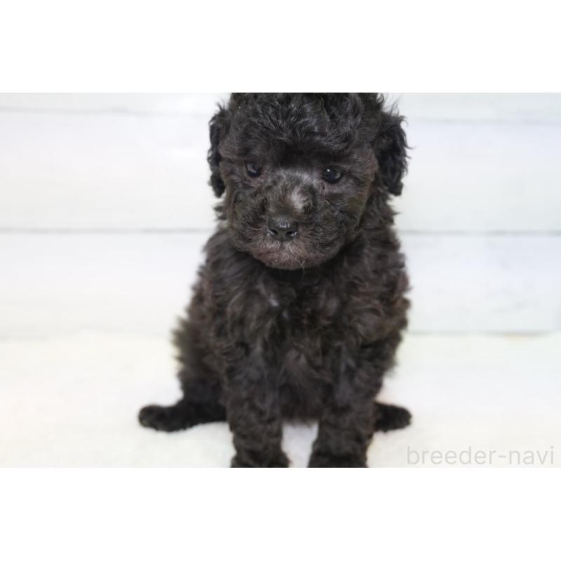 販売中の愛知県のトイプードル-450022の1枚目
