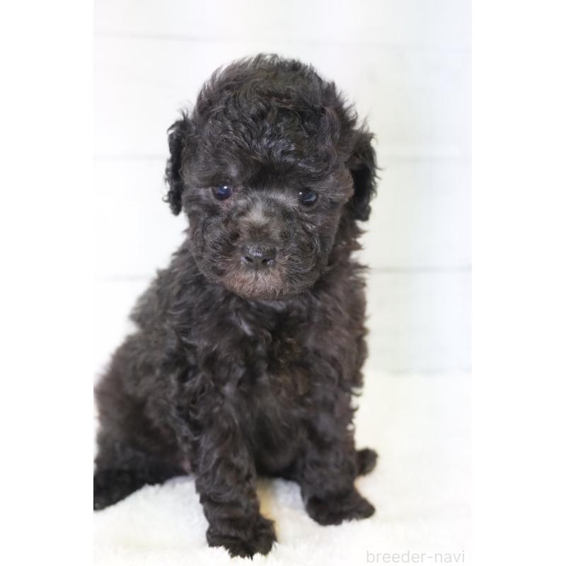 販売中の愛知県のトイプードル-450022の3枚目