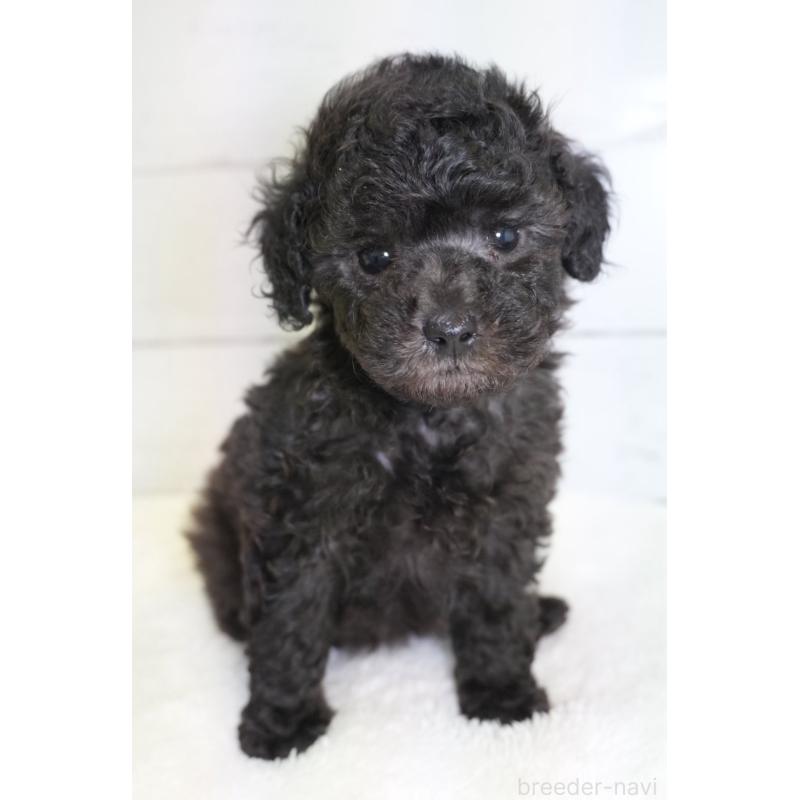 販売中の愛知県のトイプードル-450022の2枚目