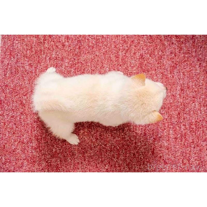 販売中の大分県の豆柴-450023の5枚目