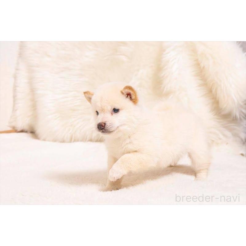 販売中の大分県の豆柴-450023の4枚目