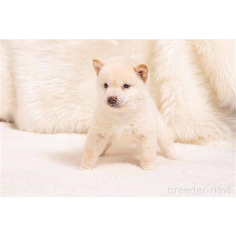 販売中の大分県の豆柴-450023の2枚目