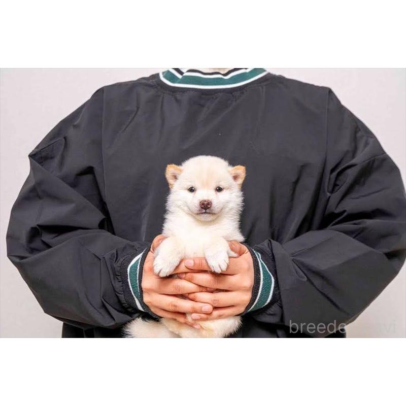 販売中の大分県の豆柴-450023の1枚目