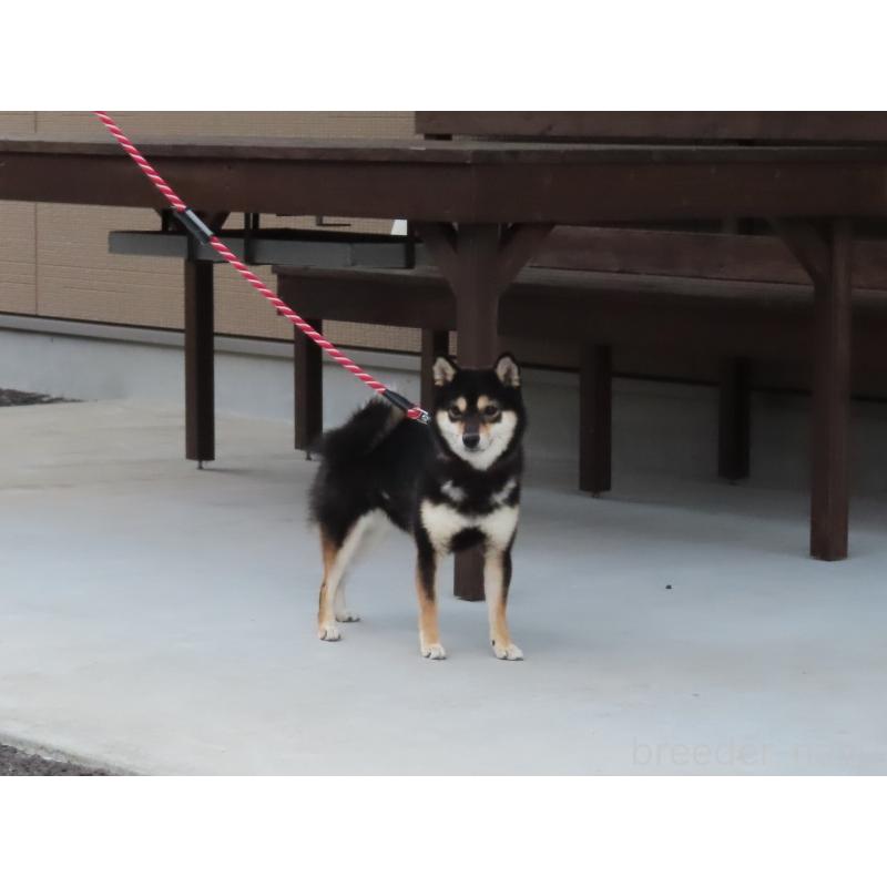 大分乃桜子ちゃん1枚目