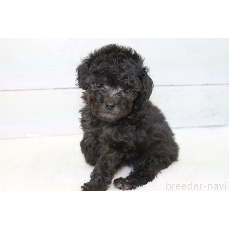 販売中の愛知県のトイプードル-450024