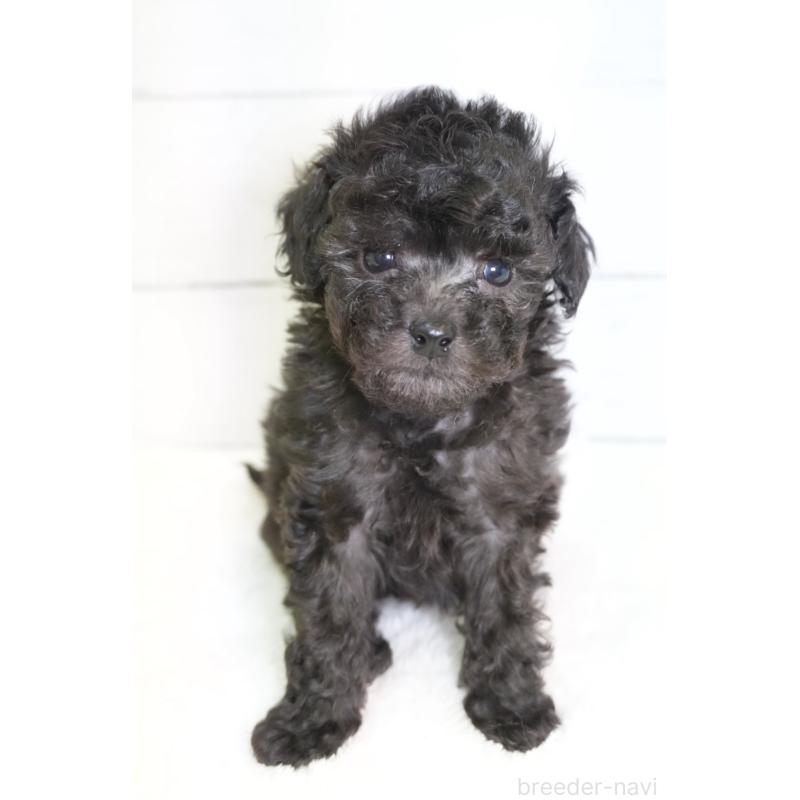 販売中の愛知県のトイプードル-450024の3枚目