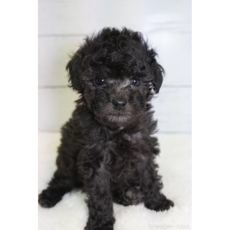 販売中の愛知県のトイプードル-450024の2枚目