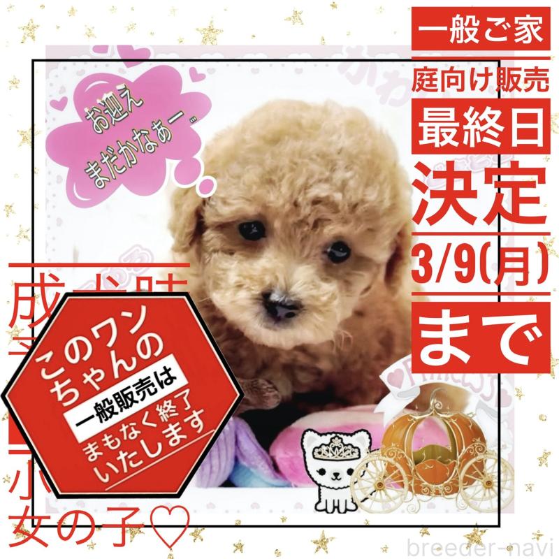 販売中の大阪府のタイニープードル-449445