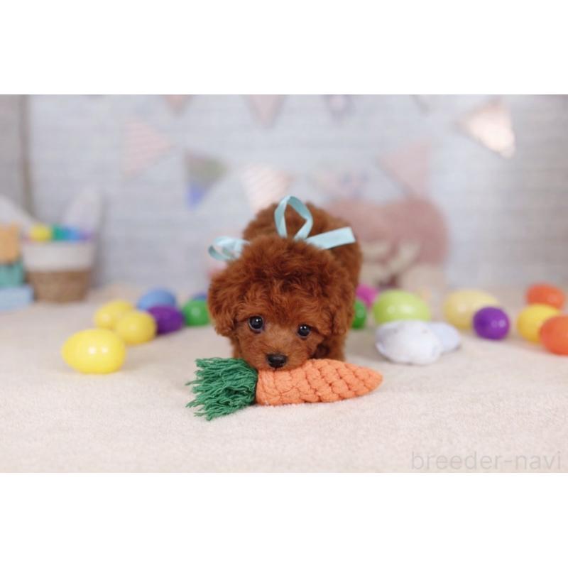 販売中の北海道のトイプードル-449634の5枚目