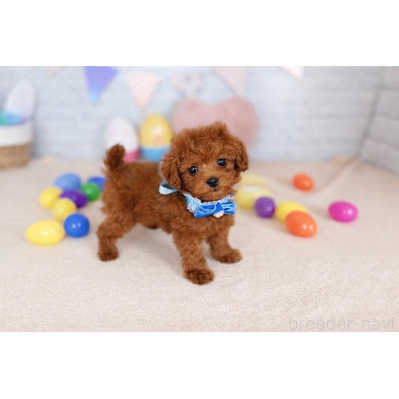 販売中の北海道のトイプードル-449634の4枚目