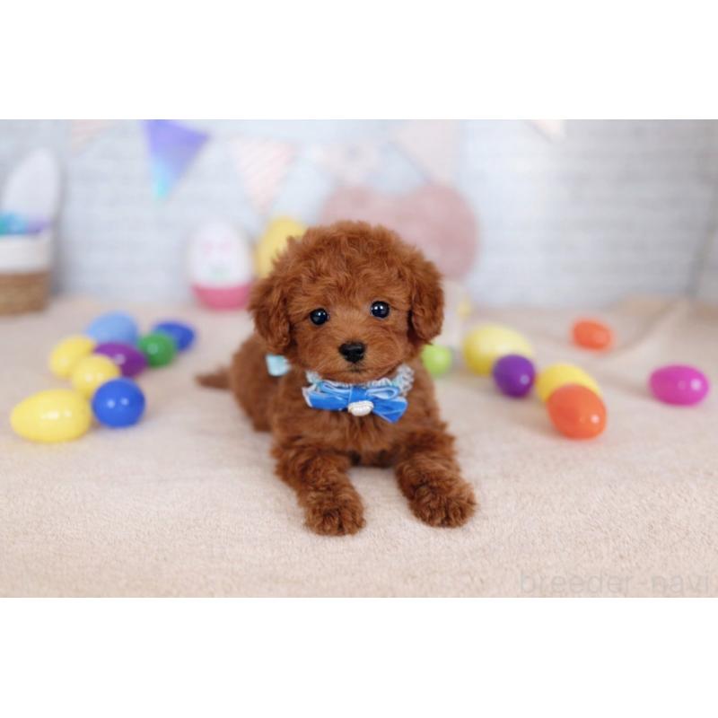 販売中の北海道のトイプードル-449634の3枚目