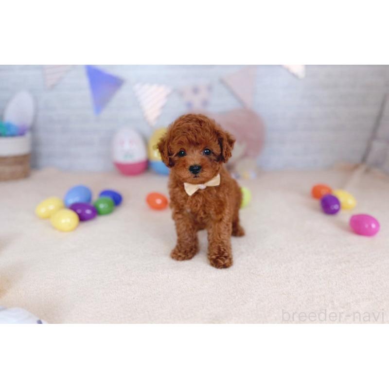 販売中の北海道のトイプードル-449635の5枚目