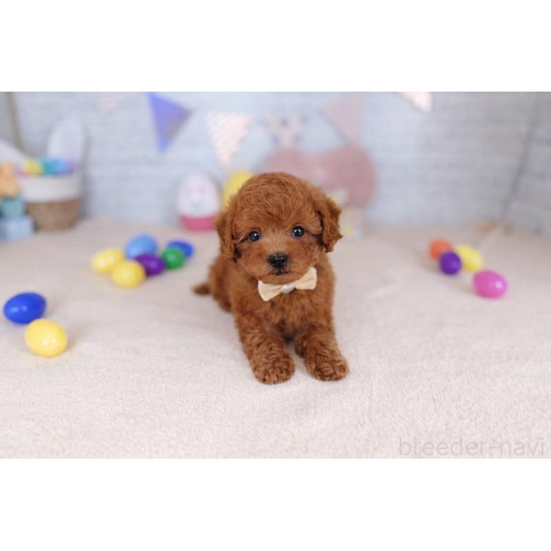 販売中の北海道のトイプードル-449635の4枚目